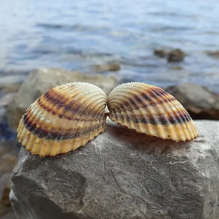 Apartmán Marino *